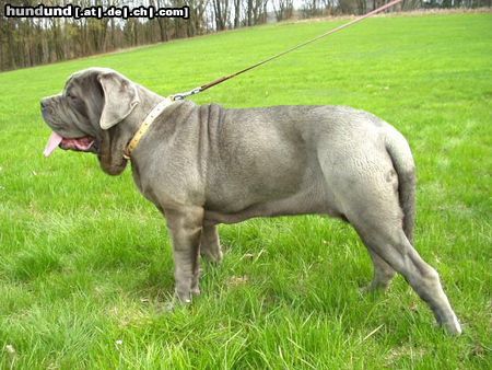 Mastino Napoletano Mastino Napoletano Hündin 