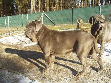 Mastino Napoletano Barone