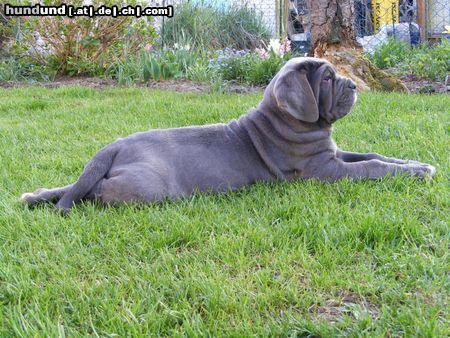 Mastino Napoletano