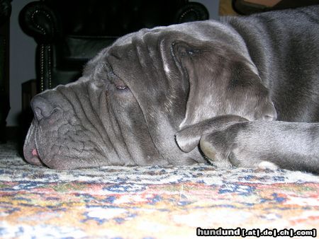 Mastino Napoletano