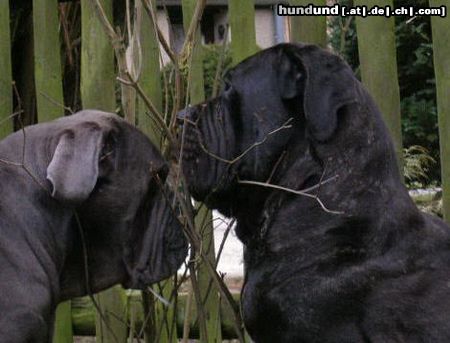 Mastino Napoletano