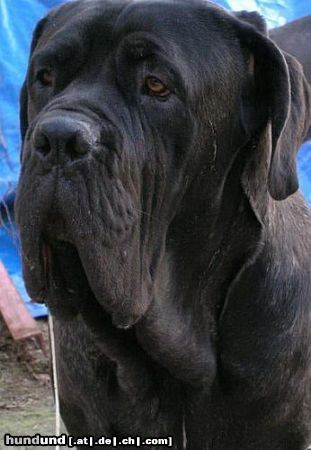 Mastino Napoletano