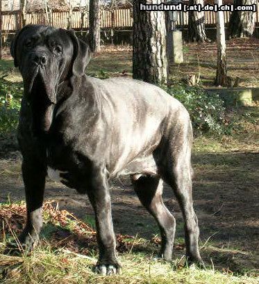 Mastino Napoletano Artu