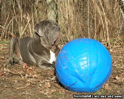 Mastino Napoletano