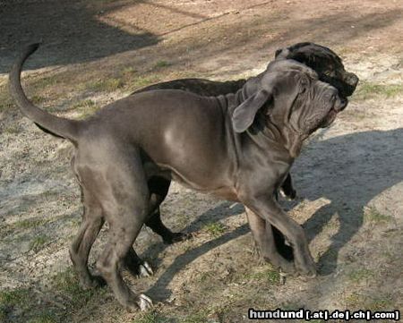 Mastino Napoletano Dogdancing