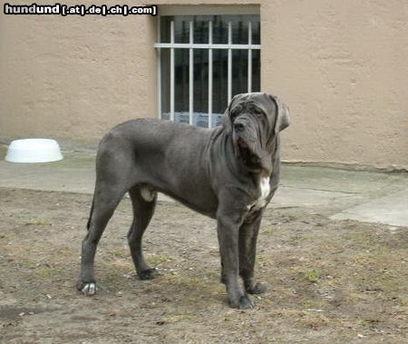 Mastino Napoletano