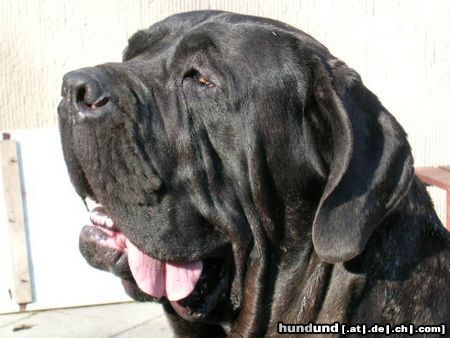 Mastino Napoletano Artu