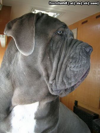 Mastino Napoletano