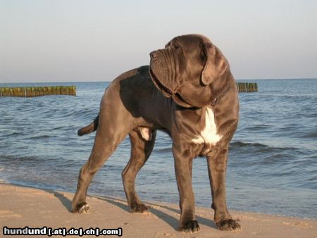 Mastino Napoletano