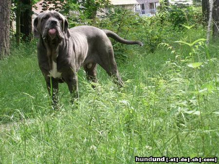 Mastino Napoletano Bääääh