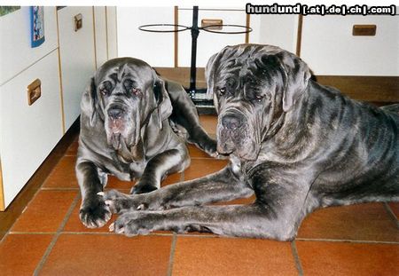 Mastino Napoletano Fortuna und Sergio