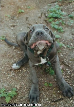 Mastino Napoletano Ich bin ein verzauberter FROSCH