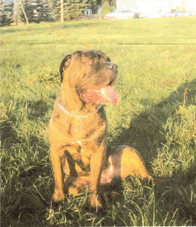 Mastino Napoletano Gina