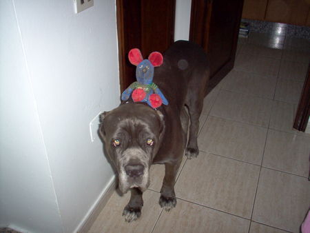 Mastino Napoletano Sanchi und sein MÃ¤uschen