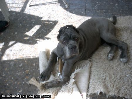 Mastino Napoletano Bin ich nicht schön ;-)) ???