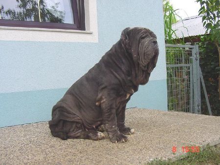 Mastino Napoletano Ina vom Schloss Velden 