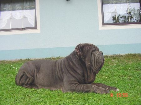 Mastino Napoletano Ina vom Schloss Velden 