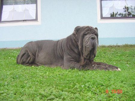 Mastino Napoletano Nero vom Schloss Velden 