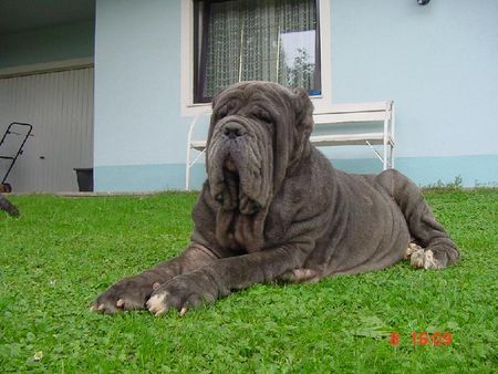 Mastino Napoletano Ina vom Schloss Velden 