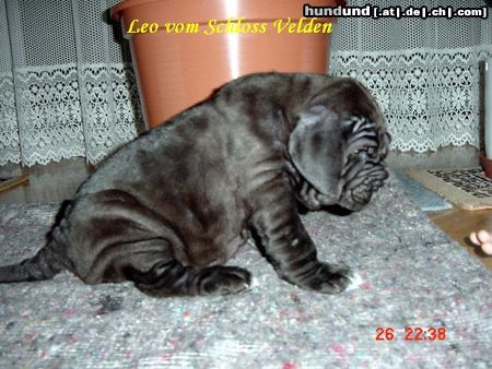 Mastino Napoletano Mastino Napoletano Hündin