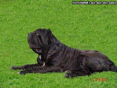 Mastino Napoletano Mastino Napoletano Rüde  