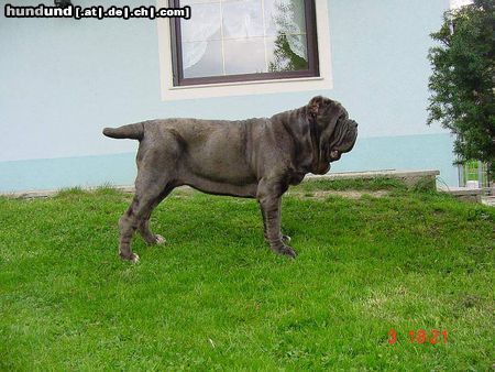 Mastino Napoletano Mastino Napoletano Hündin 13  Monate alt 