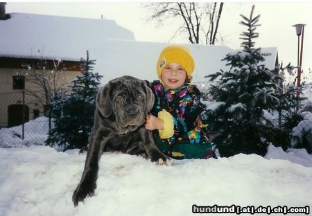 Mastino Napoletano