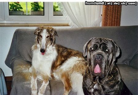 Mastino Napoletano Opium und Sergio