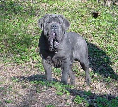 Mastino Napoletano Mastino Napoetano Rüde 11 Monate alt .