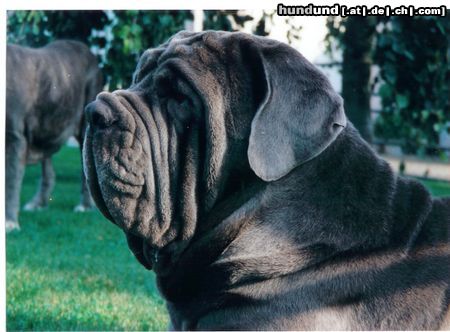 Mastino Napoletano Diablo v.Thiersteinerschloss(Ch+Int.Champion)