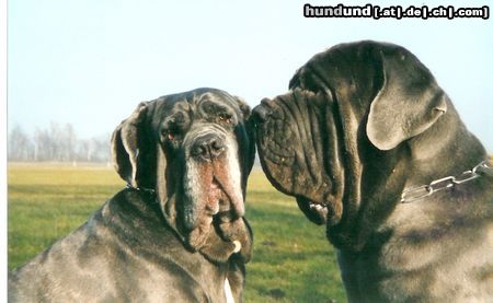 Mastino Napoletano Gina und Diablo