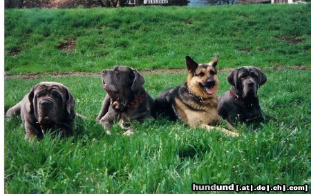 Mastino Napoletano Diablo+Gina+Simba+Fortuna