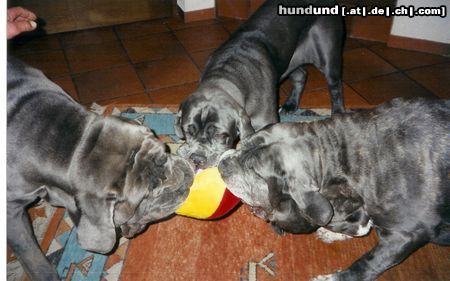 Mastino Napoletano Diablo+Fortuna+Gina