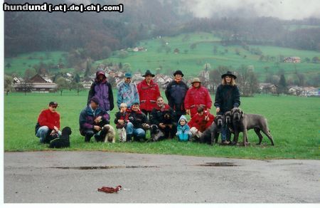 Mastino Napoletano 3 Mastino's in der Hundeschule