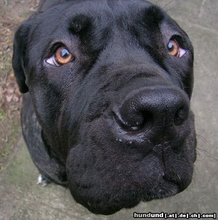 Mastino Napoletano Schau mir in die Augen, Kleines!