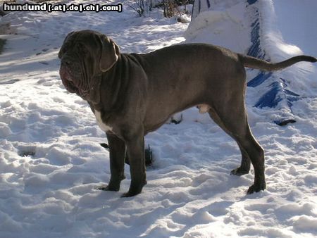 Mastino Napoletano