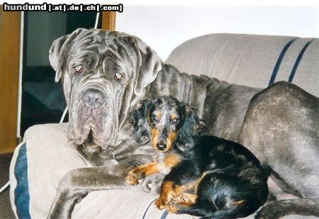 Mastino Napoletano Sergio und Django