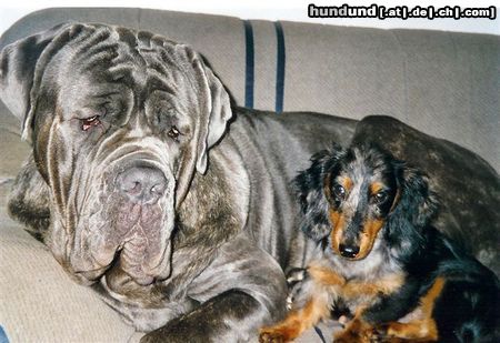 Mastino Napoletano Sergio und Django