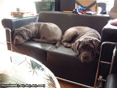 Mastino Napoletano Endlich Mittagsschläfchen