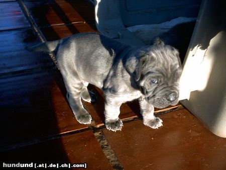 Mastino Napoletano Tja,was soll ich machen,bin doch erst 24 Tage alt ???