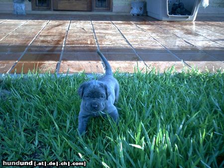 Mastino Napoletano Mensch,ist das Gras noch hoch ;-))