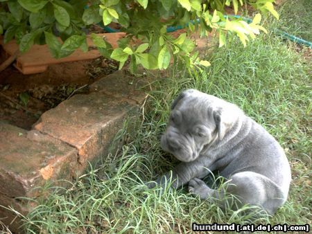 Mastino Napoletano Ich werde auch noch ganz groß ;-) Bin ja erst 4 Wochen alt 