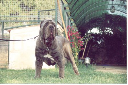 Mastino Napoletano JUSTO DE NAHUEL