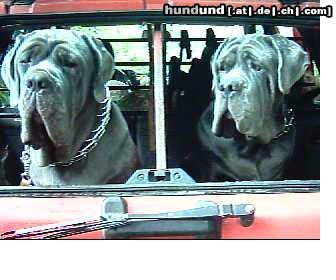 Mastino Napoletano Besser als laufen oder????:-)