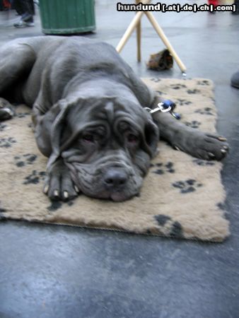 Mastino Napoletano 9-monatiger Mastino auf der IHA 2004 in Graz