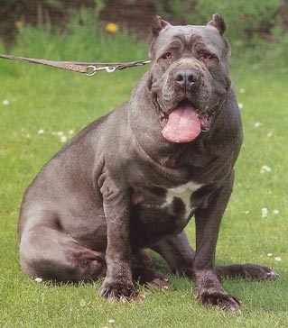 Mastino Napoletano