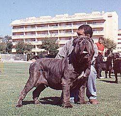 Mastino Napoletano JUSTO DE NAHUEL