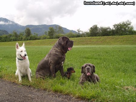 Mastino Napoletano Nikita Sergio Django Fortuna