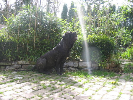 Mastino Napoletano Oswald 2008