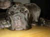 Mastino Napoletano Hund